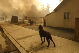 Los Andžele siaučiant gaisrams dega ištisos gatvės