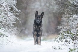 6 patarimai, kaip pasirūpinti augintiniais šaltuoju metų laiku