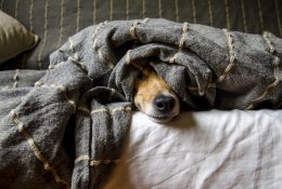 Vangus augintinis: veterinarė paaiškina, kada tai signalizuoja rimtas problemas