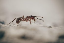 Kodėl uodai, vorai ir skruzdėlės šiemet aktyvūs vėliau ir kaip saugiai juos kontroliuoti?