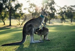 Klimato ataskaita piešia liūdną Australijos ateities vaizdą