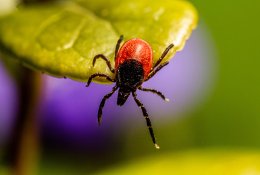 Erkės jau pabudo: gydytoja įspėja apie pavojingą ligą, galinčią sukelti paralyžių