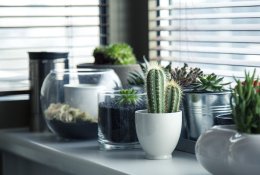 Nuo palangių iki lentynų: kur namuose rasti vietos sodinukams?