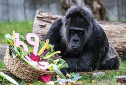 Rekordas Berlyne: seniausia pasaulyje gorila sulaukė neįprasto amžiaus