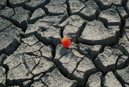 Kiek kainuoja neinvestuoti į prisitaikymą prie klimato kaitos?