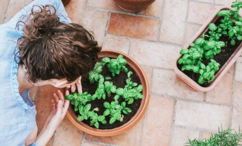 Kad palangės sužaliuotų: trys paprasti būdai pradėti auginti žalumynus ir daržoves namuose