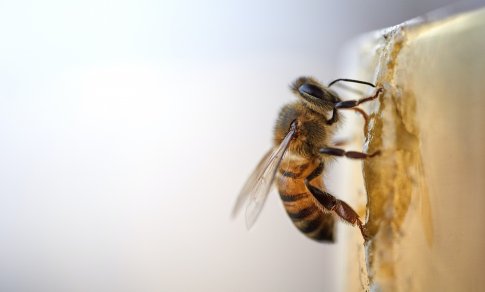 Pasaulyje nykstant bičių populiacijai priimti bites į miestą tampa itin svarbu