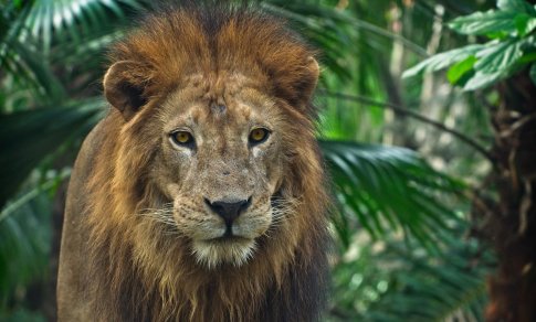 Senovėje įteiktos dovanos stebina: liūtas, netikra patranka ar tiesiog atleidimas