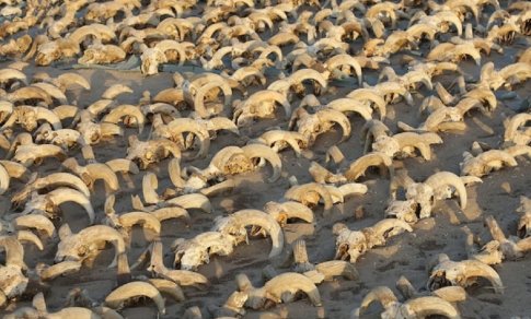 Egipto šventykloje rasta tūkstančiai mumifikuotų avinų galvų