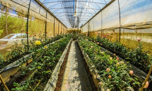 Pavasario darbai sode: kaip tinkamai paruošti šiltnamį vasaros sezonui?
