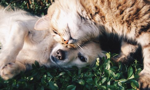 Veterinarė pataria: dažniausios klaidos, lemiančios augintinio negalavimus
