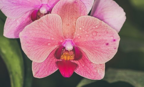 Kaip teisingai laistyti orchidėjas namuose jums gali pasakyti programėlės