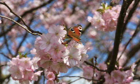 Japoninės vyšnios – sakuros: nuo kvepiančių frezijomis iki žavinčių šimtais žiedlapių viename žiede