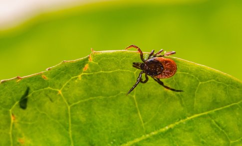 Infekcinių ligų gydytoja apie Laimo ligą: laiku nepastebėjus pasekmės gali būti negrįžtamos