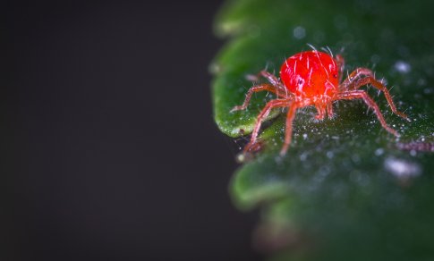 Infekcinių ligų gydytoja: kokie žmonės turi didesnę riziką užsikrėsti erkiniu encefalitu?