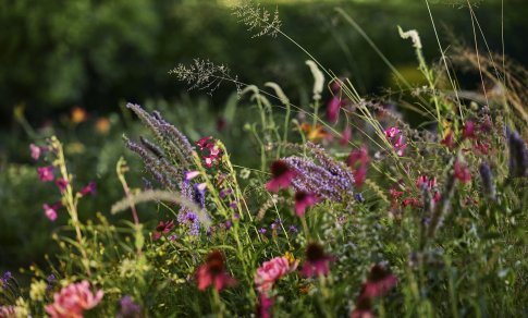 5 žingsniai, padėsiantys sukurti gamtai ir aplinkai draugišką sodą