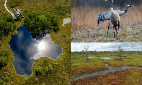 Natūralios pelkės – sveikesnis žmogus