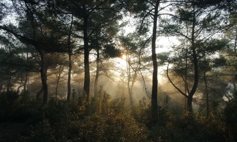 Medžių vaidmuo keičiantis klimatui