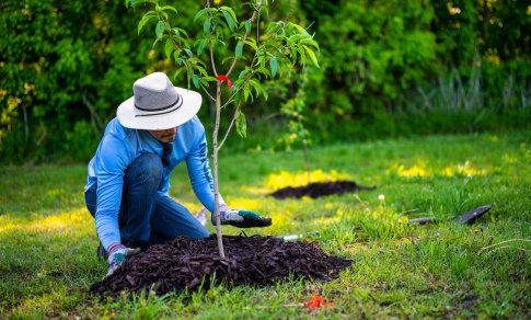 Arboristas apie rudenį sodinamus medžius: sėkmę lemia sodinuko sveikata ir teisingas sodinimas