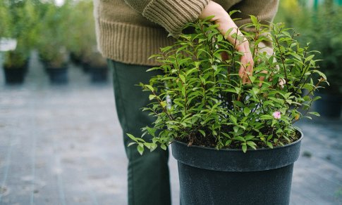 5 didžiausios klaidos sode rudenį – kam tarti griežtą „ne“ ir kaip nepakenkti augalams