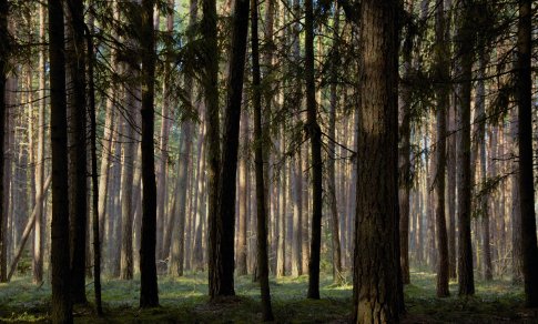 Pasidžiaukite rudenėjančia gamta: kokius parkus verta aplankyti savaitgalį ir kaip pasitikrinti jų užimtumą?