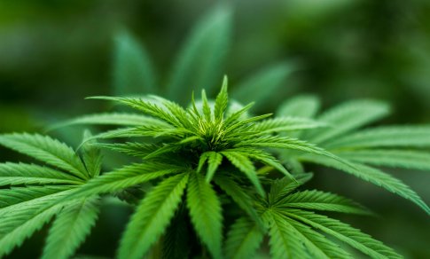 JAV planuojama priskirti marihuaną mažiau pavojingų narkotikų kategorijai