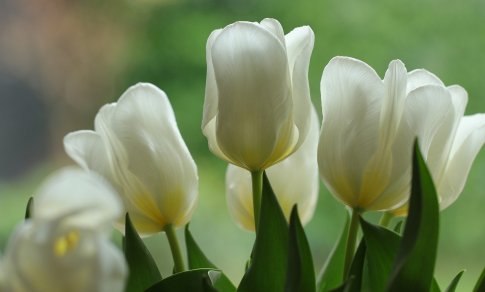 Floristai dalijasi tendencijomis: kaip išrinkti puokštę mamai?