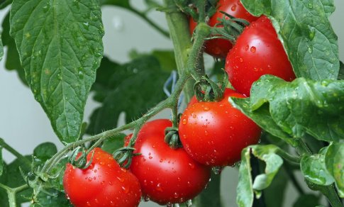 Daržas nebūtinas – naudingi patarimai, kad pomidorų užsiaugintumėte net ir bute