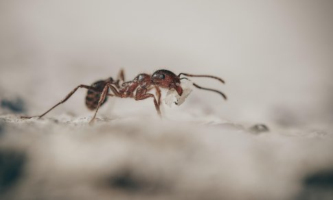Kodėl uodai, vorai ir skruzdėlės šiemet aktyvūs vėliau ir kaip saugiai juos kontroliuoti?