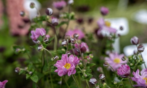 Didžioji sodinukų mugė – jau balandį