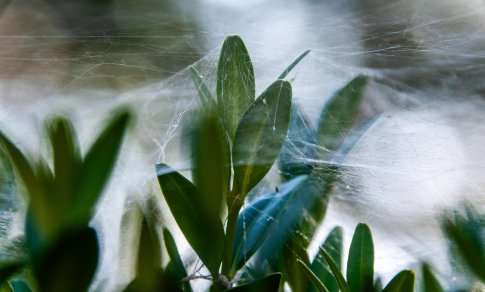 Kaip laiku pastebėti augalų patiriamą stresą?