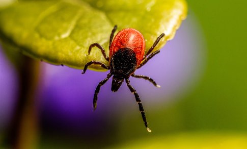 Erkės jau pabudo: gydytoja įspėja apie pavojingą ligą, galinčią sukelti paralyžių