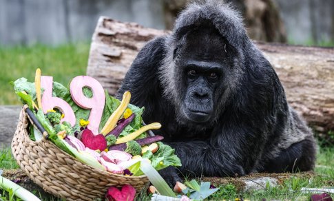 Rekordas Berlyne: seniausia pasaulyje gorila sulaukė neįprasto amžiaus