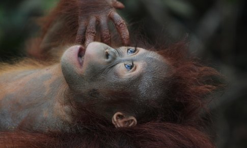 Madrido zoologijos sode gimė baigiančių išnykti orangutanų jauniklis