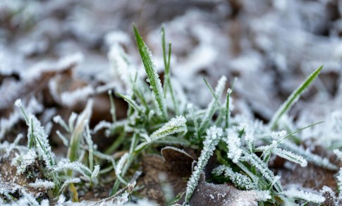 Sodininkai baiminasi dėl šalnų prarasti vaisių ir daržovių derlių