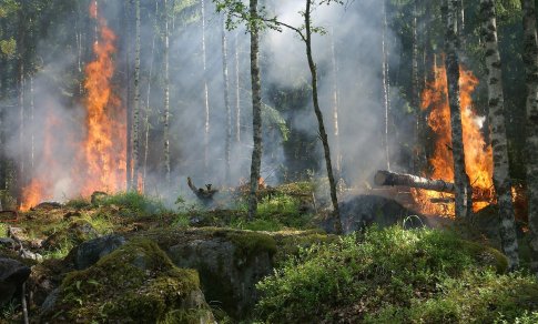 Daugelyje Lietuvos vietų – didelis miškų gaisrų pavojus: ką reikia žinoti