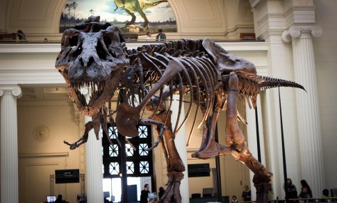 Pirmasis Antarktidoje rastas dinozauro kaulas 40 metų dulkėjo pamirštas stalčiuje