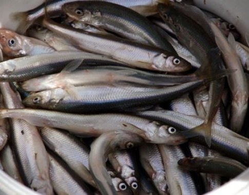 Palanga šeštadienį pakvipo stintomis