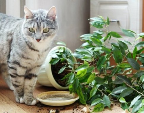 Kambariniai augalai ir katės: sunku sutarti