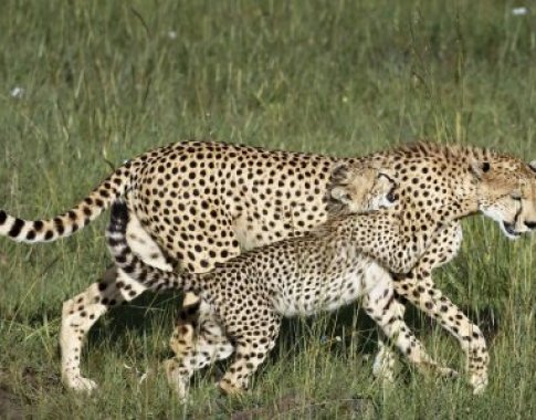 Tyrimas: gepardams gresia išnykimas