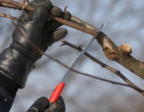 5 patarimai, kaip genėti sodo vaismedžius