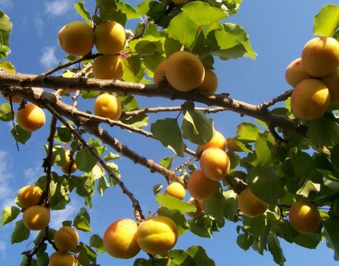 Klimatas keičiasi - gal pasisodinti abrikosų?