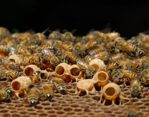Pažvelkime į paslaptingą bičių gyvenimą