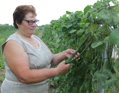 Suvalkietės aistra – auginti pupelių kolekciją