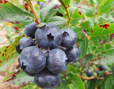 Šilauogių sezoną galima pratęsti po stogu