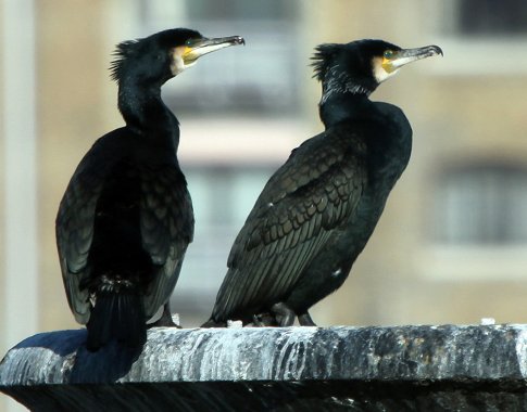 Aistros dėl kormoranų ir kitų atvykėlių