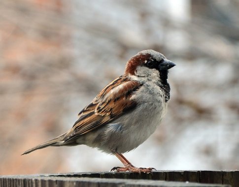 Gyvenimas be žvirblių būtų daug liūdnesnis