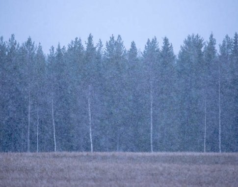 Žiemos pradžia. Dar nedrąsi, bet į tą pusę