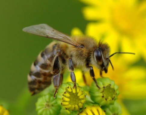 Sveika dovana: kada ir kaip vartoti bičių produktų?