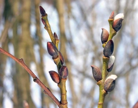 Pirmieji pavasario vaistai  – iš pumpurų